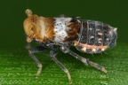 Auchenorrhyncha (Zikaden)