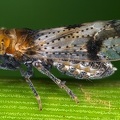 Conomelus lorifer  S  dliche Binsenspornzikade Wm26 1