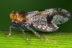 Conomelus lorifer  S  dliche Binsenspornzikade Wm26 1