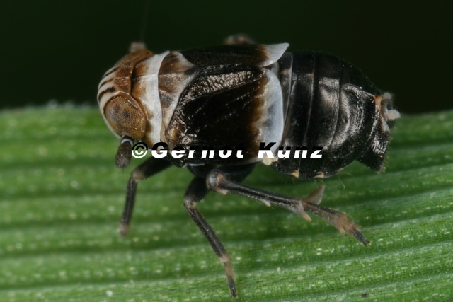 Criomorphus_albomarginatus__Binden-Spornzikade_M10_2.jpg