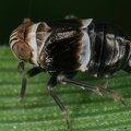 Criomorphus albomarginatus  Binden-Spornzikade M10 2