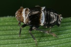 Criomorphus albomarginatus  Binden-Spornzikade M10 2