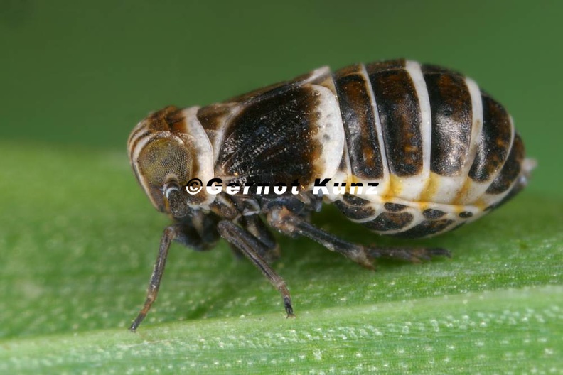 Criomorphus_albomarginatus__Binden-Spornzikade_W14_1.jpg