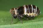 Criomorphus albomarginatus  Binden-Spornzikade W14 1