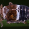 Criomorphus borealis  Taiga Spornzikade M1 2