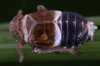 Criomorphus borealis  Taiga Spornzikade M1 2
