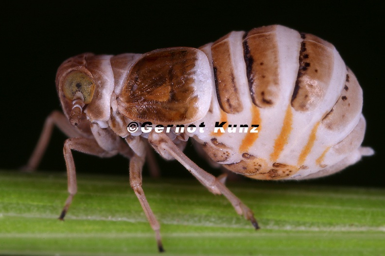 Criomorphus_borealis__Taiga_Spornzikade_W1_2.jpg