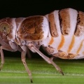 Criomorphus borealis  Taiga Spornzikade W1 2