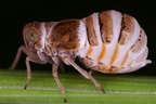 Criomorphus borealis  Taiga Spornzikade W1 2
