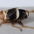Criomorphus moestus  Schwedische Spornzikade M1 2