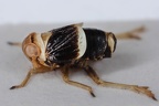 Criomorphus moestus  Schwedische Spornzikade M1 2
