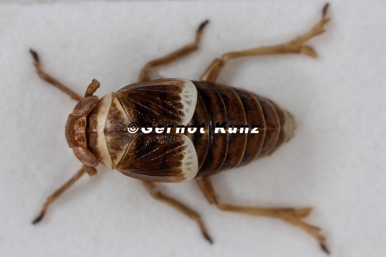 Criomorphus_moestus__Schwedische_Spornzikade_W1_2.jpg
