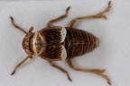 Criomorphus moestus  Schwedische Spornzikade W1 2