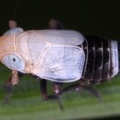 Delphacinus megomelas  Schwingel-Spornzikade M1