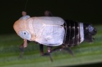 Delphacinus megomelas  Schwingel-Spornzikade M1