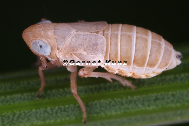 Delphacinus_mesomelas__Schwingel-Spornzikade_W1_2.jpg