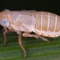 Delphacinus mesomelas  Schwingel-Spornzikade W1 2
