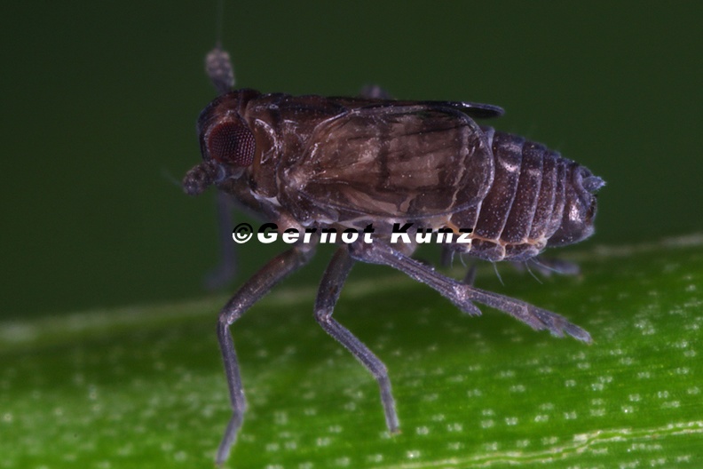 Delphacodes_capnodes__Wei__lippen_Spornzikade_M1_2.jpg