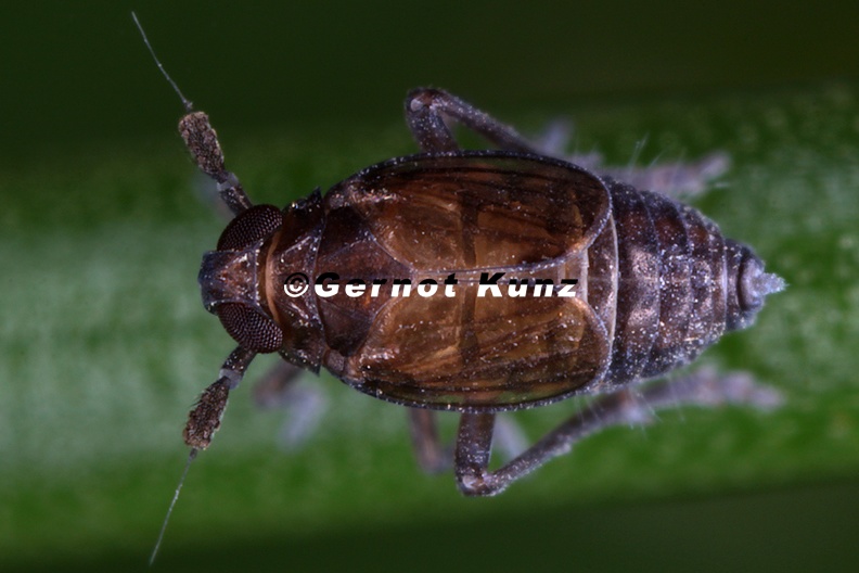 Delphacodes_capnodes__Wei__lippen_Spornzikade_W1_2.jpg
