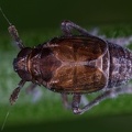 Delphacodes capnodes  Wei  lippen Spornzikade W1 2