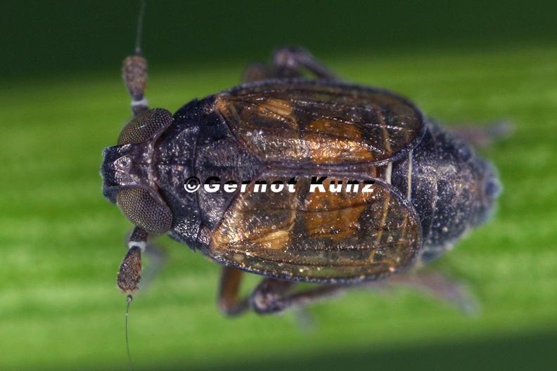 Delphacodes_venosus__Plump-Spornzikade_M6_2_001.jpg