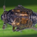 Delphacodes venosus  Plump-Spornzikade M6 2 001