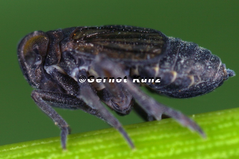Delphacodes_venosus__Plump-Spornzikade_W1_1.jpg