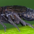 Delphacodes venosus  Plump-Spornzikade W1 1