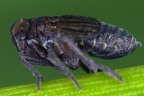 Delphacodes venosus  Plump-Spornzikade W1 1