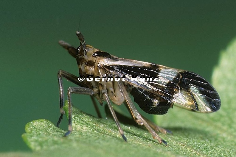 Delphax_crassicornis__Bunte_Schilf-Spornzikade_Mm1_1.jpg