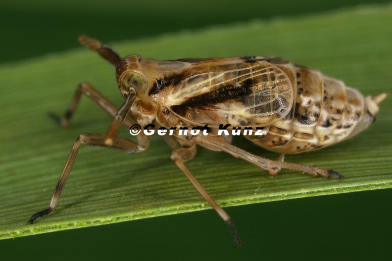 Delphax_crassicornis__Bunte_Schilf-Spornzikade_W14_1.jpg