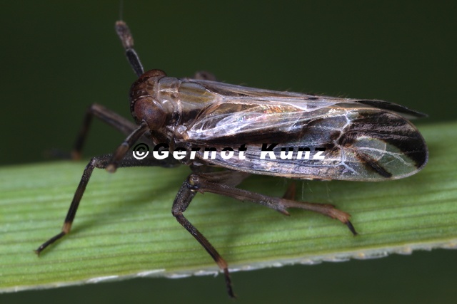 Delphax_pulchellus__Wiesen-Schilfspornzikade_M1_2v.jpg