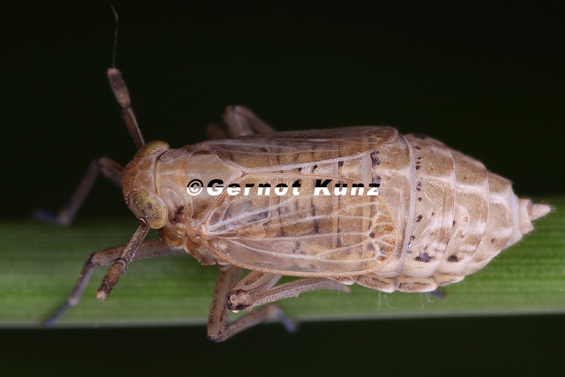 Delphax_pulchellus__Wiesen-Schilfspornzikade_Wb1_2.jpg