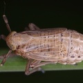 Delphax pulchellus  Wiesen-Schilfspornzikade Wb1 2