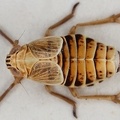 Dicranotropis montana  Berg Spornzikade W1 2