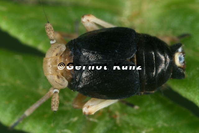 Ditropis_pteridis__Farn-Spornzikade_M1_2.jpg