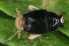 Ditropis pteridis  Farn-Spornzikade M1 2