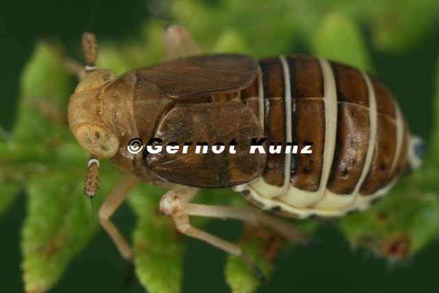 Ditropis_pteridis__Farn-Spornzikade_W17_2.jpg