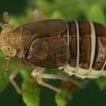 Ditropis pteridis  Farn-Spornzikade W17 2