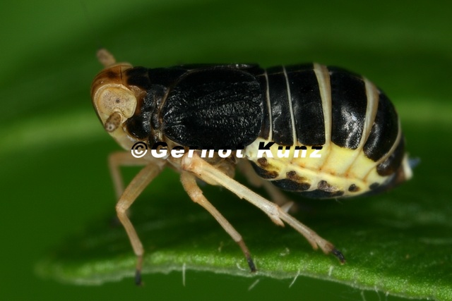 Ditropis_pteridis__Farn-Spornzikade_W1_2.jpg