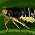 Ditropis pteridis  Farn-Spornzikade W1 2