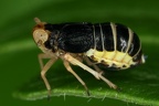Ditropis pteridis  Farn-Spornzikade W1 2