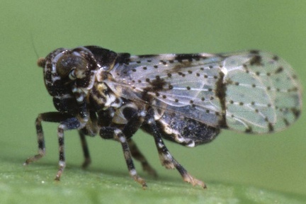 Euconomelus lepidus  Sumpfried-Spornzikade 2 2