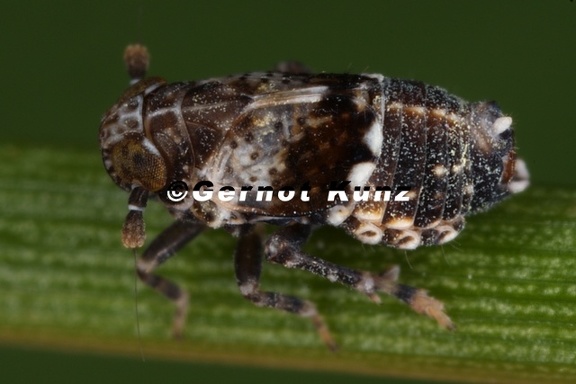 Euconomelus lepidus  Sumpfried-Spornzikade Mb2 2