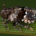 Euconomelus lepidus  Sumpfried-Spornzikade Mb2 2