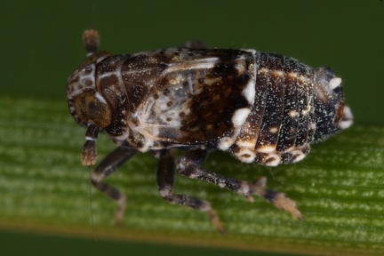 Euconomelus lepidus  Sumpfried-Spornzikade Mb2 2