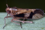 Euides basilinea  Sch  ne Schilf-Spornzikade M1 2