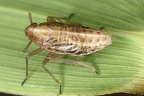 Euides basilinea  Sch  ne Schilf-Spornzikade Wb2 2