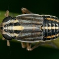 Eurybregma nigrolineata  Zebra-Spornzikade M1 2