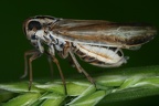 Eurybregma nigrolineata  Zebra-Spornzikade Wm2 2